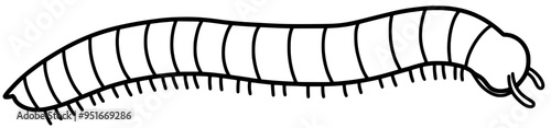 Millipede illustration by hand drawn