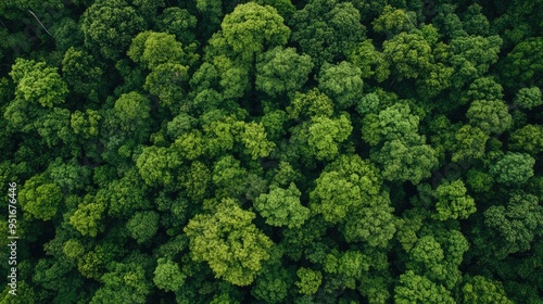 Sustainability net zero carbon negative forest nature Biodiversity Diversity