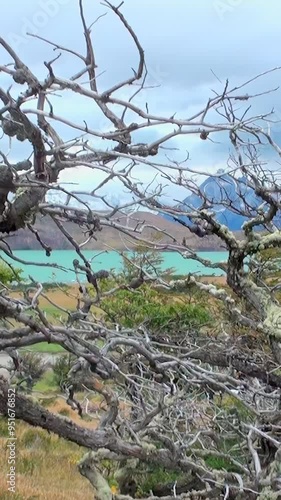 Wander through the enchanting forests of Los Alerces National Park, Patagonia, where twisted branches frame breathtaking views of turquoise lakes and majestic mountains under a cloudy sky. photo