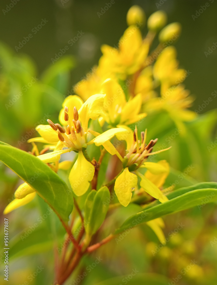 a yellow flower in the garden a yellow flower in the garden