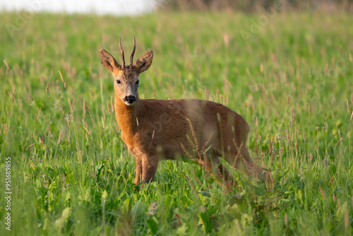 Roe buck in the grass