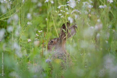Brown hare in a field