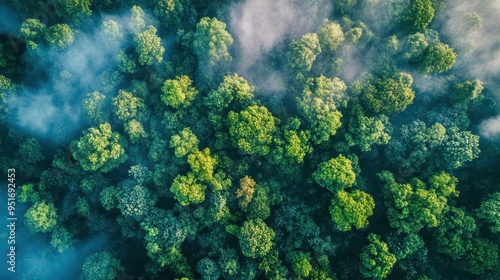 Captivating Aerial View of a Lush, Misty Forest Canopy