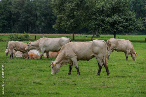 Wiesen und SWeiden in den Niederlanden