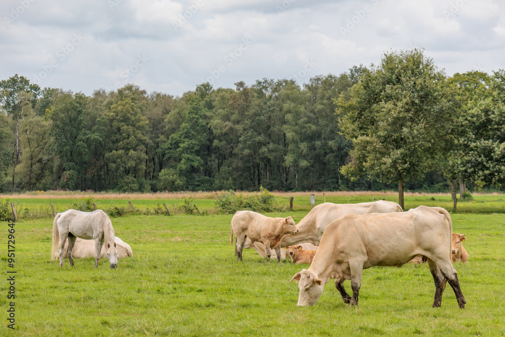 Wiesen und SWeiden in den Niederlanden Wiesen und SWeiden in den Niederlanden