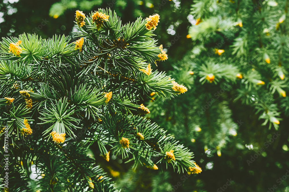 Blooming young pine tree with delicate buds of cones Blooming young pine tree with delicate buds of cones