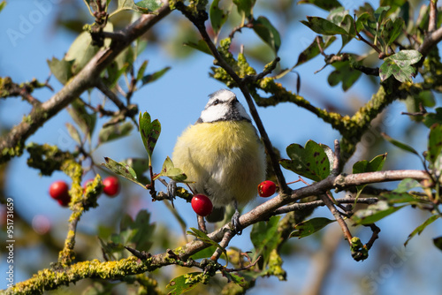 Blue tit on a branch
