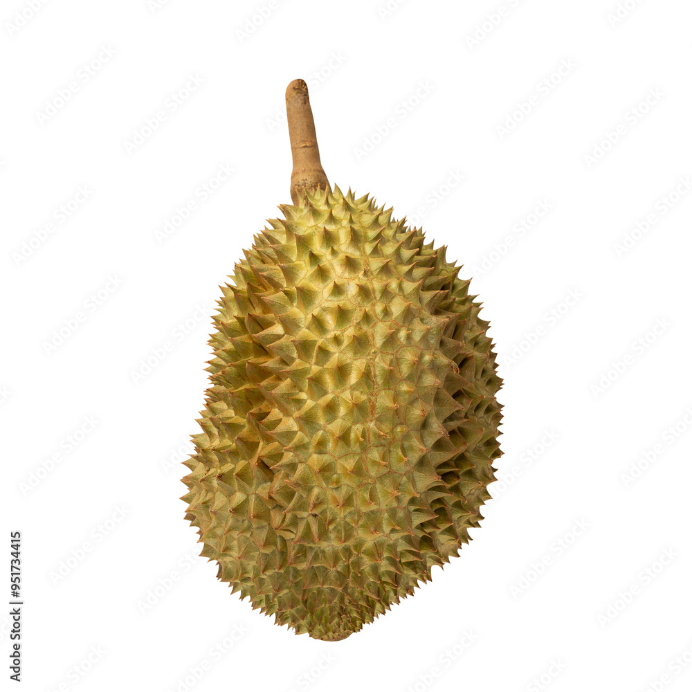 Durian, cutout, full depth of field. Durian, cutout, full depth of field.