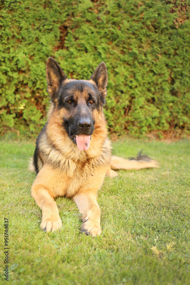 Adult German shepherd lying on green grass. Watcher of family houses and buildings. A devoted companion. Good olfactory properties. Protector. Service breed.
Adult German shepherd lying on green grass. Watcher of family houses and buildings. A devoted companion. Good olfactory properties. Protector. Service breed.