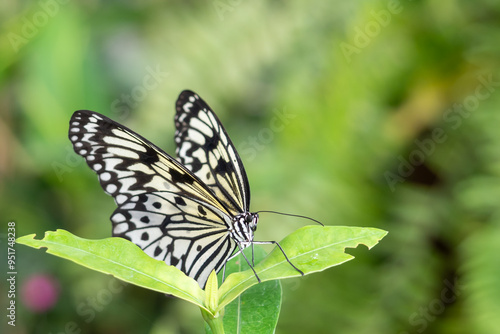 Butterfly of Mariposario del Drago - Tenerife