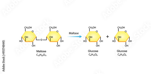Carbohydrates Digestion. Maltase Enzymes catalyze Disaccharide Maltose Molecules to glucose monosaccharide. Glucose Sugar Formation. Scientific Diagram. Vector Illustration.