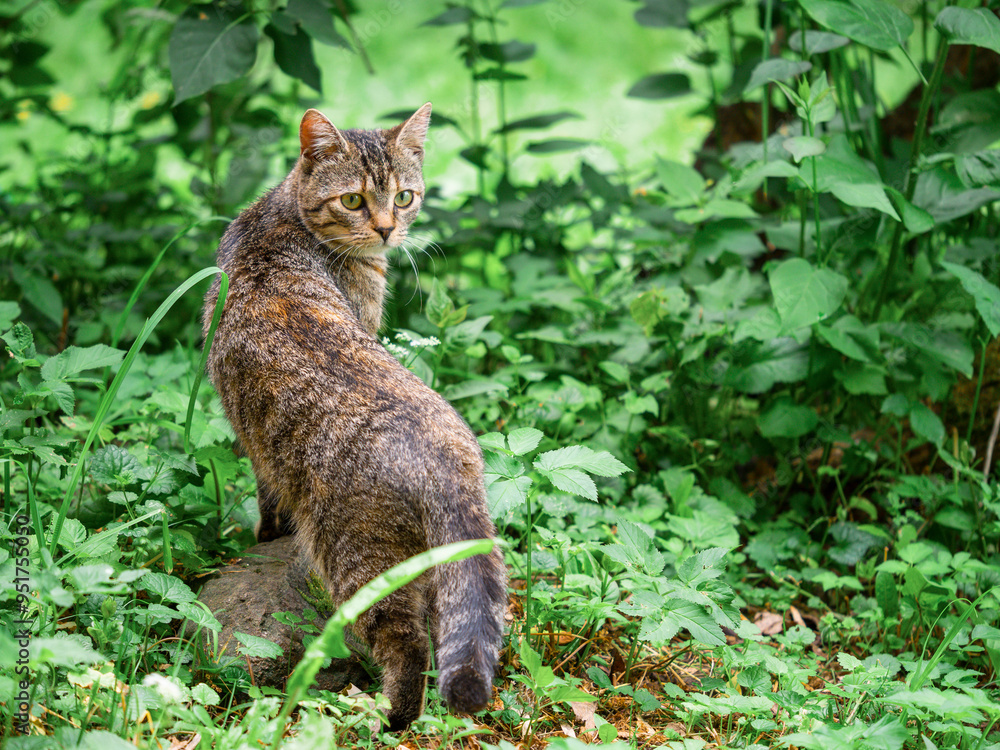 Small slim tabby cat in green grass in a rural country area. Village pet in nature environment. Little predator hunting in wild Small slim tabby cat in green grass in a rural country area. Village pet in nature environment. Little predator hunting in wild