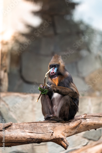 The Mandril monkey sits on a thick branch with a stick. Beautiful portrait. Blurry background