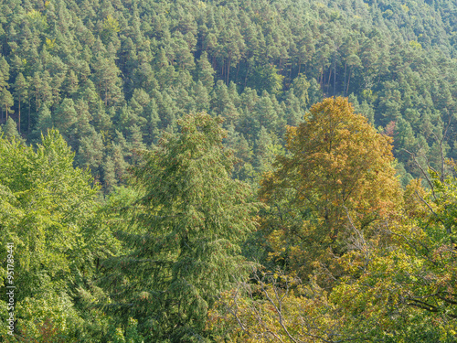 Im Pfälzer Wald