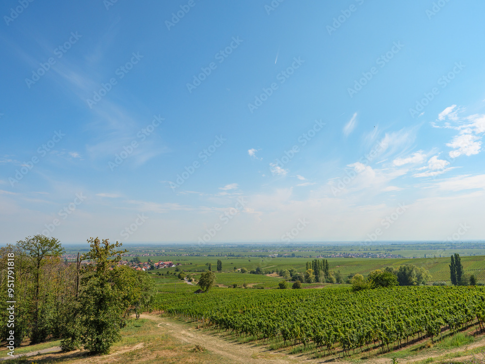Fototapeta premium Im Pfälzer Wald
