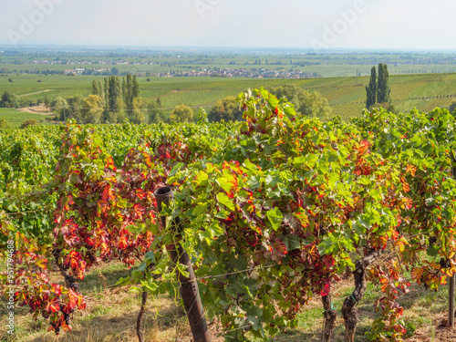Spätsommer in der PFalz