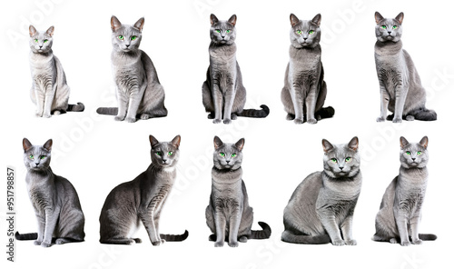 Gray cat with green eyes on isolated background