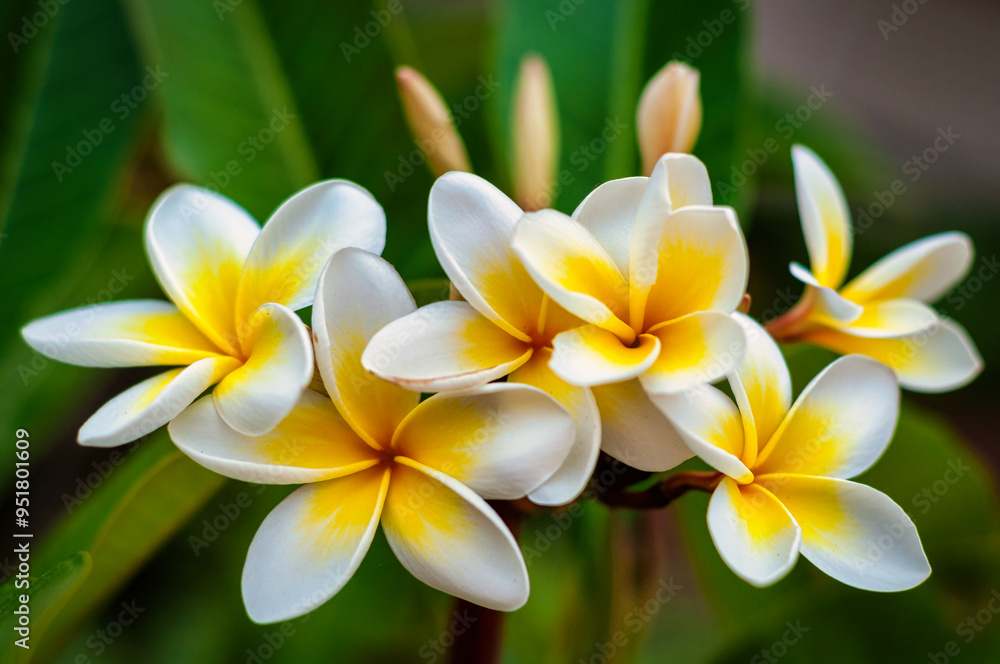 frangipani flowers. frangipani flowers.