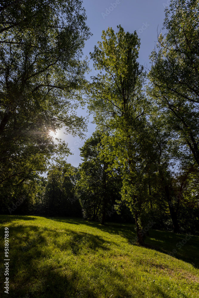 Fototapeta premium the sun shines through the green foliage of the trees in spring