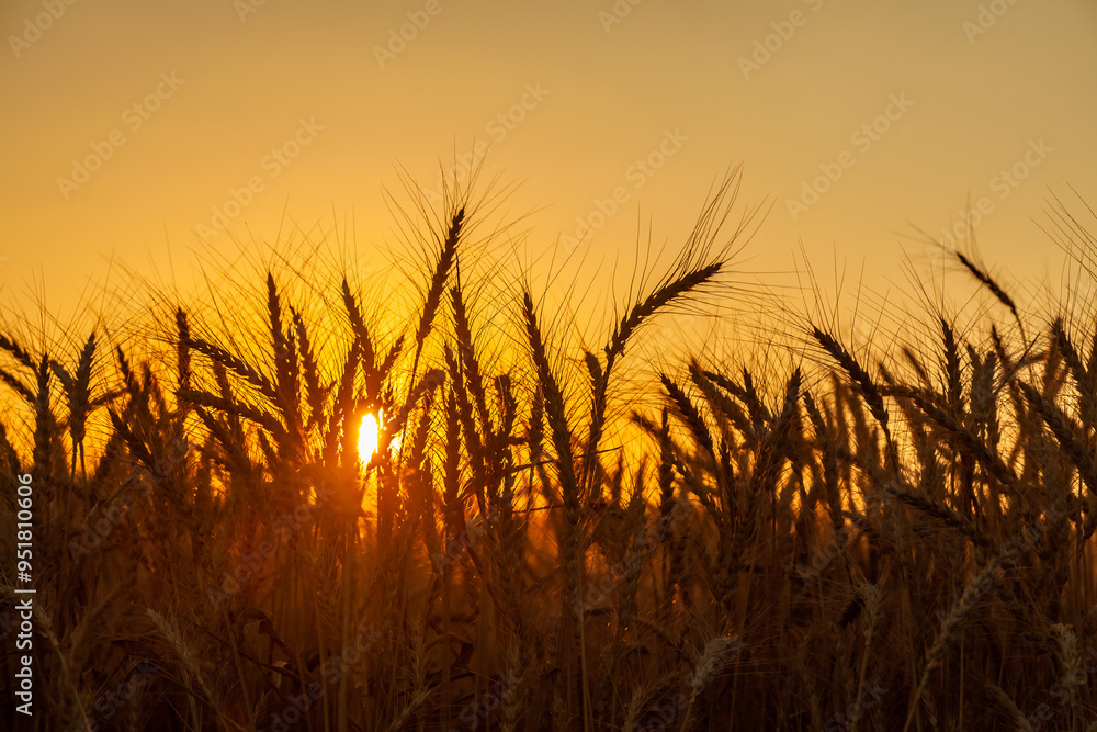 silhouette barley or wheat field in sunset silhouette barley or wheat field in sunset
