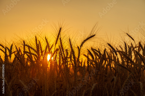 silhouette barley or wheat field in sunset