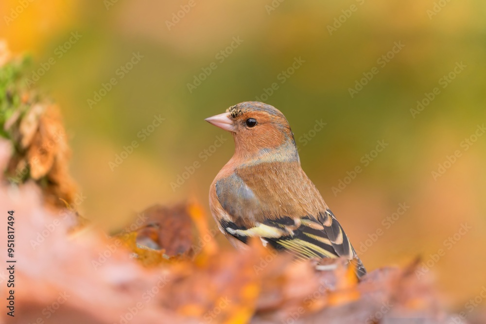 A male chafinch sits in the autumn leaves. Fringilla coelebs. Little bird in nature forest habitat, Wildlife scene from forest. A male chafinch sits in the autumn leaves. Fringilla coelebs. Little bird in nature forest habitat, Wildlife scene from forest.