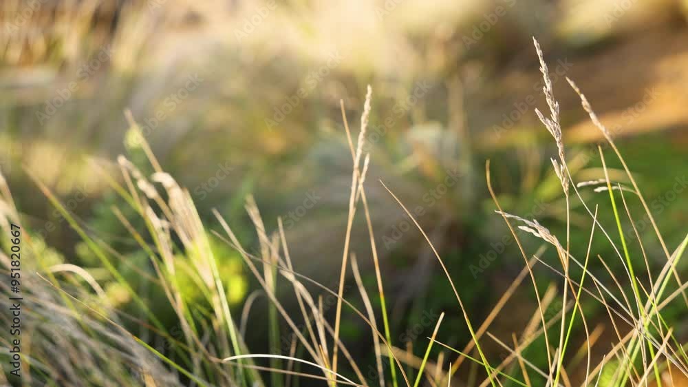 Grass Blades Swaying in the Wind
