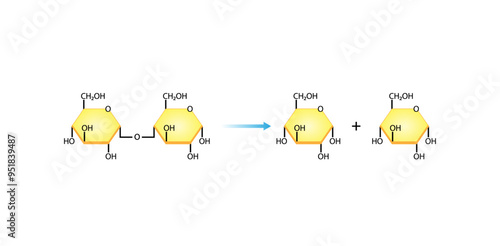 Carbohydrates Digestion. Maltase Enzymes catalyze Disaccharide Maltose Molecules to glucose monosaccharide. Glucose Sugar Formation. Scientific Diagram. Vector Illustration.
