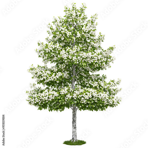 Whitebeam Tree medium sized tree with smooth gray bark and lobed leaves with white undersides photo