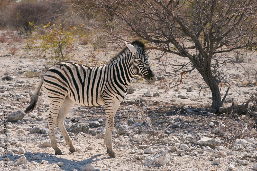 Obraz premium Burchell's zebra (Equus quagga burchellii) in Etosha National Park, Namibia