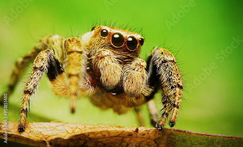 Jumping spider on the leaf