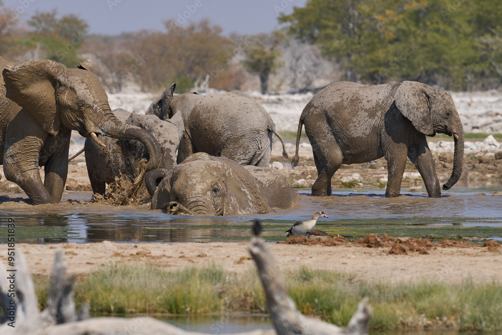Obraz premium Herd of african elephant (Loxodonta africana) drinking at a waterhole in Etosha National Park in Namibia.