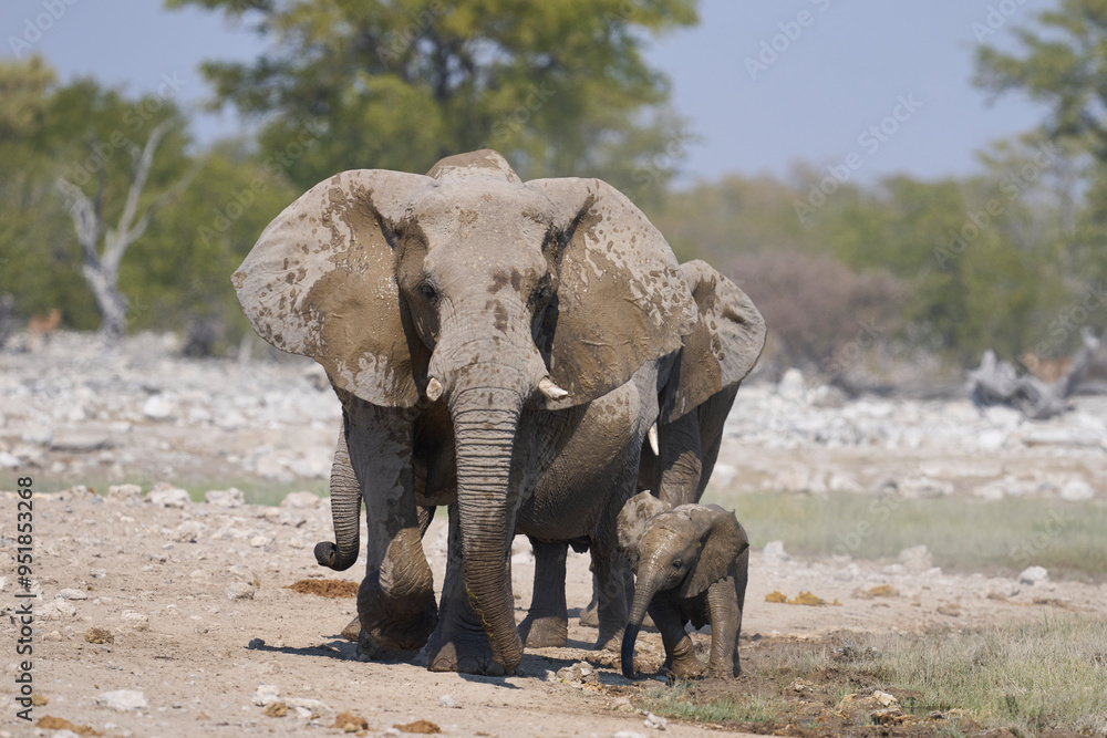 Fototapeta premium Herd of african elephant (Loxodonta africana) drinking at a waterhole in Etosha National Park in Namibia.