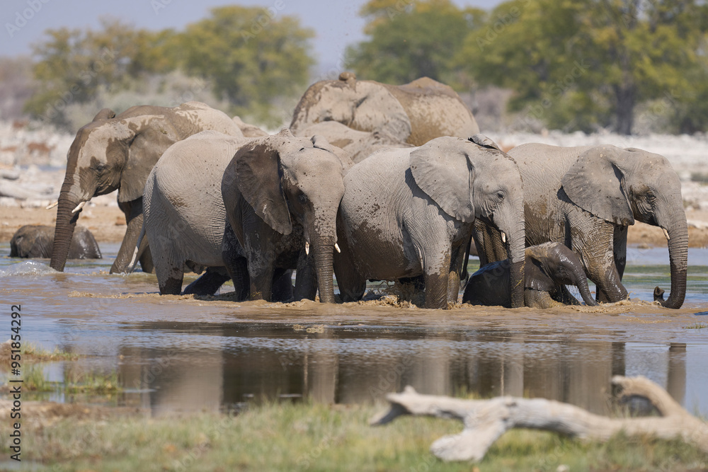 Obraz premium Herd of african elephant (Loxodonta africana) drinking at a waterhole in Etosha National Park in Namibia.