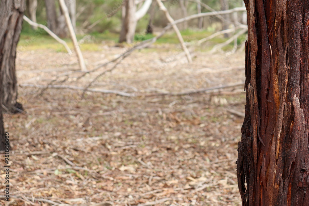 close up of textured bark of eucalyptus tree with bush landscape in background close up of textured bark of eucalyptus tree with bush landscape in background
