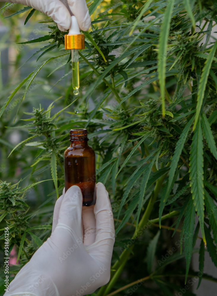 drops of hemp oil drip into the jar. Selective focus drops of hemp oil drip into the jar. Selective focus