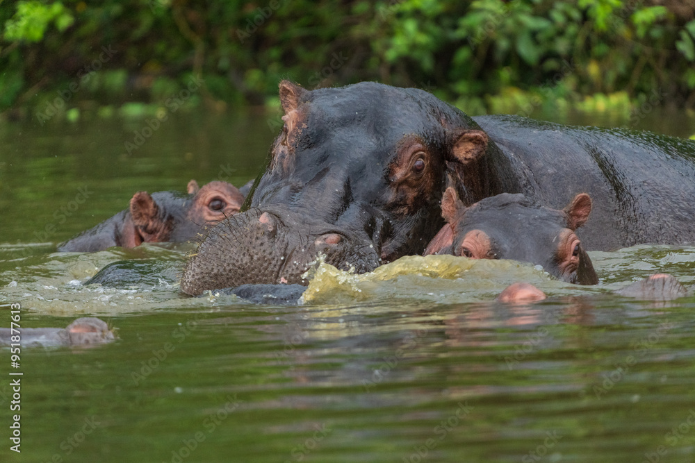 Hippoes in the water Hippoes in the water