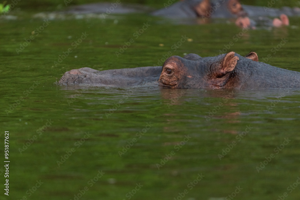 hippopotamus in water