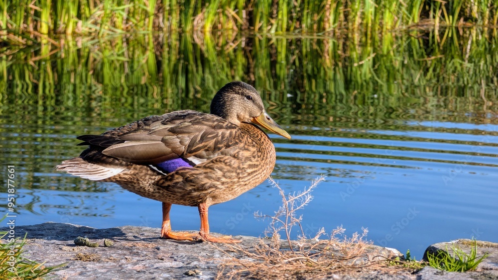 Ducks standing on the pier by the river Corrib, Galway, Ireland, Animals, and wildlife, nature background