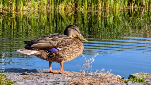 Obraz na płótnie Ducks standing on the pier by the river Corrib, Galway, Ireland, Animals, and wildlife, nature background w salonie