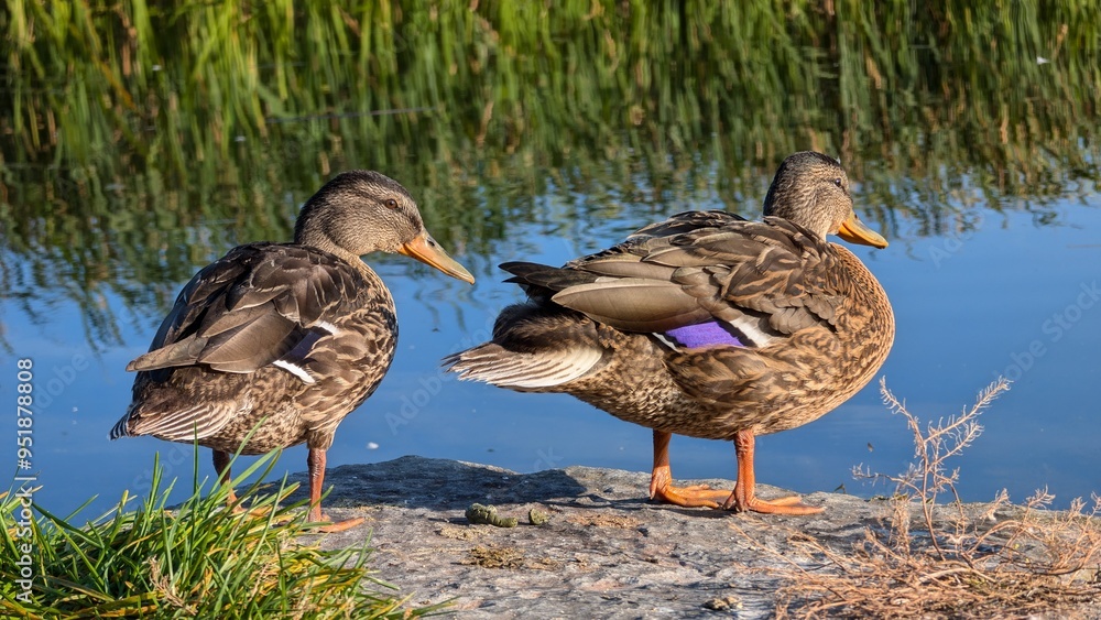 Ducks standing on the pier by the river Corrib, Galway, Ireland, Animals, and wildlife, nature background