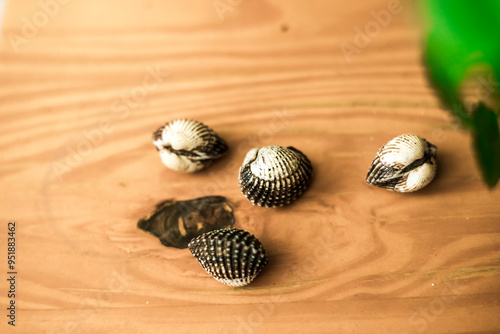 Tegillarca granosa can be adjusted to the salinity of 14 to 300 and with the temperature, ranging from 20 Celsius to 30 Celsius.
The average lifespan of Blood clams ranges from 3 years to 4 years and  photo