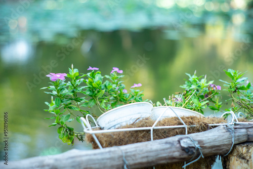 Vinca flower or Periwinkle Rose flower in garden or other name is bright eyes, Cape periwinkle, Madagascar periwinkle, graveyard plant,Prostrate Sandmat Plant of the species Euphorbia photo