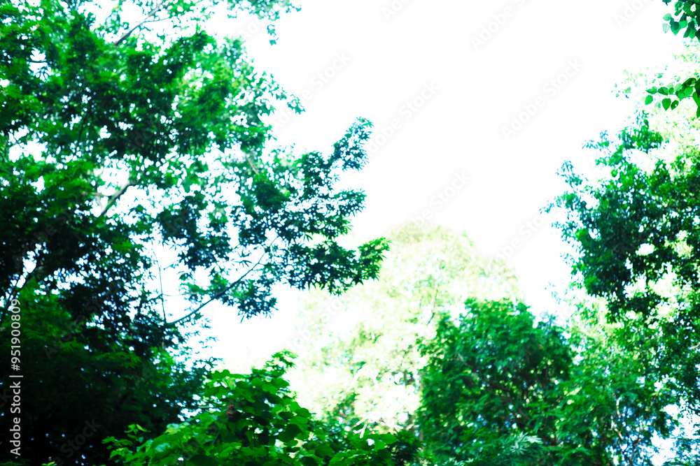 geographical landscape. Forests are part of the geographical landscape, which includes a whole of trees, shrubs, grasses, animals and microorganisms. In the process of their development, they have bio