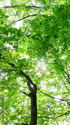 さわやかな森林　木漏れ日　グリーンイメージ　移動撮影　環境　自然　風景	縦　縦型　縦向き動画　サイネージ