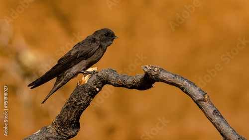 Brown-throated Martin (Afrikaanse Oewerswael) (Riparia paludicola) sitting on a branch and taking off from its nest at The Aloe Farm, Hartbeespoort dam, North West Province, South Africa 