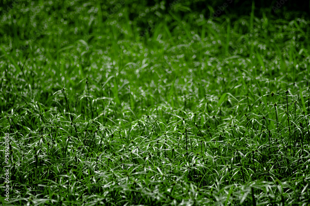why cyperus tuber is not difficult for us to come across this plant. cyperus tuber when mentioning cyperus tuber herb, cyperus tuber immediately know cyperus tuber effect of helping to treat digestive why cyperus tuber is not difficult for us to come across this plant. cyperus tuber when mentioning cyperus tuber herb, cyperus tuber immediately know cyperus tuber effect of helping to treat digestive
