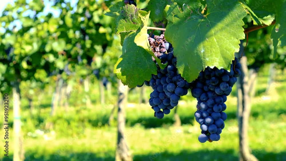 custom made wallpaper toronto digitalblue merlot grapes in green vineyard