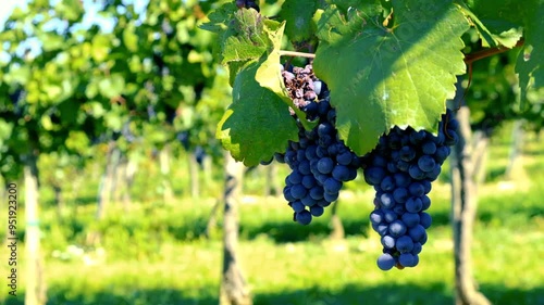 Wallpaper Mural blue merlot grapes in green vineyard Torontodigital.ca