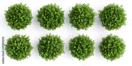 Top View of Green Plants and Trees